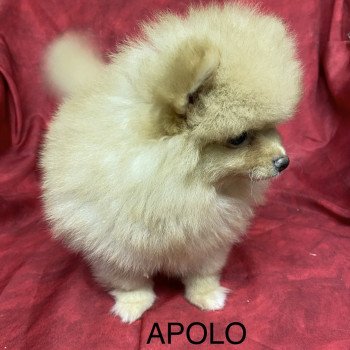 chiot Spitz allemand APOLO spitz Domaine de la Chantelaie