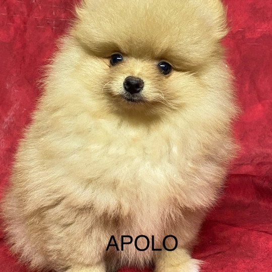 chiot Spitz allemand APOLO spitz Domaine de la Chantelaie