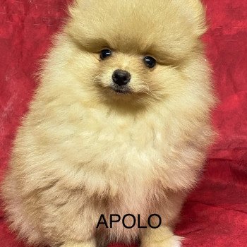 chiot Spitz allemand APOLO spitz Domaine de la Chantelaie