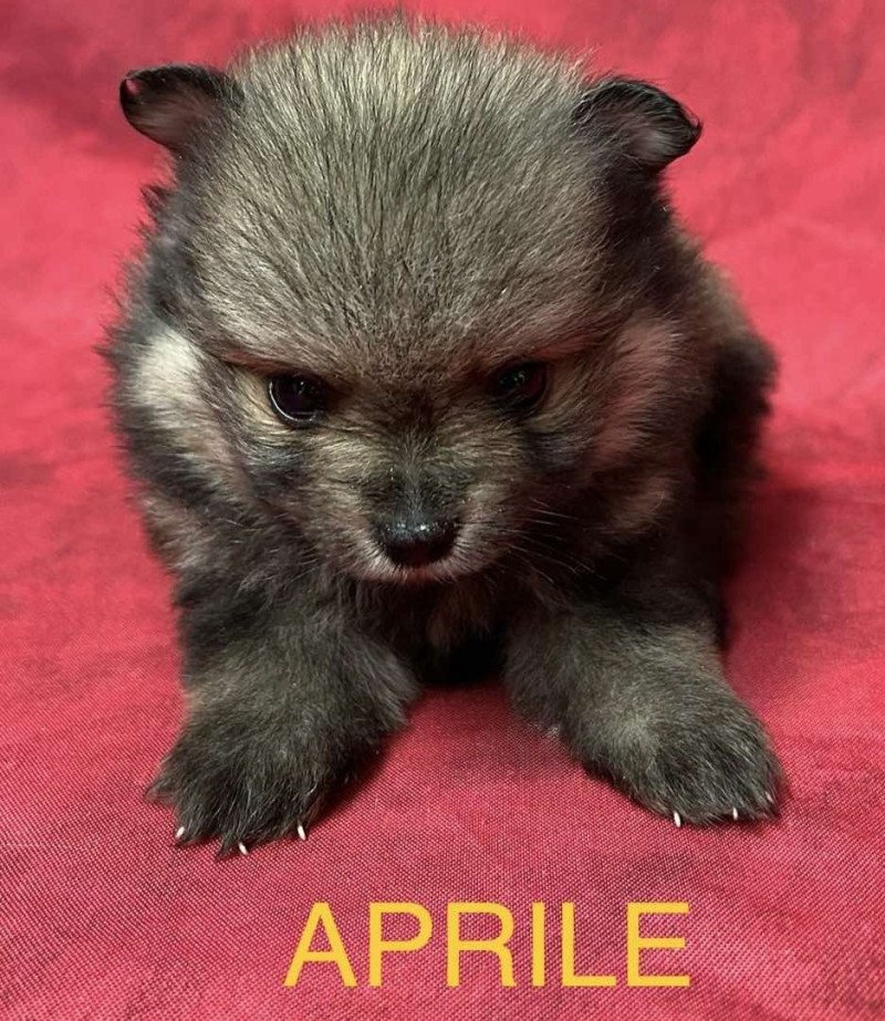 APRILE spitz nain Femelle Spitz allemand