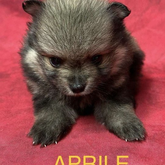 APRILE spitz nain Femelle Spitz allemand
