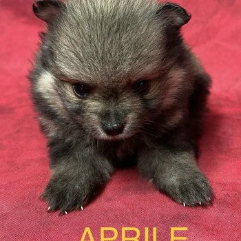chiot Spitz allemand APRILE spitz nain Domaine de la Chantelaie
