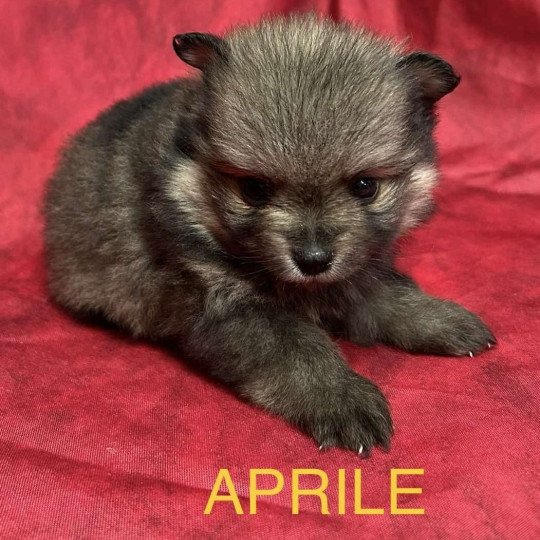 chiot Spitz allemand APRILE spitz nain Domaine de la Chantelaie