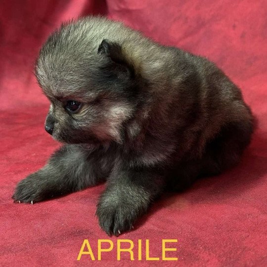 chiot Spitz allemand APRILE spitz nain Domaine de la Chantelaie