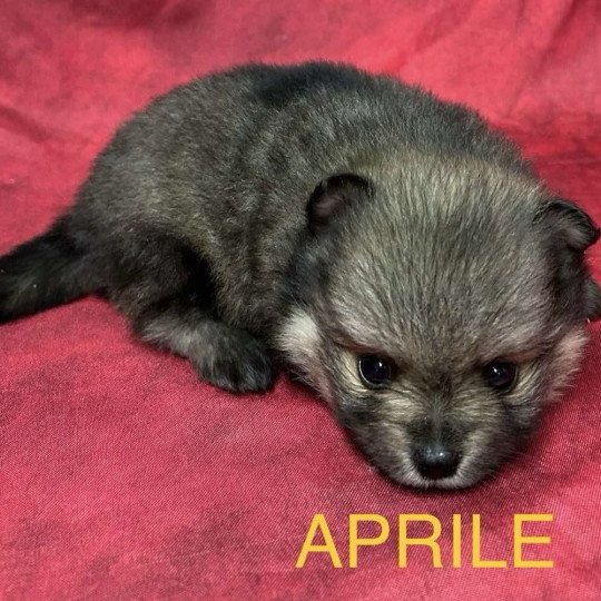 chiot Spitz allemand APRILE spitz nain Domaine de la Chantelaie