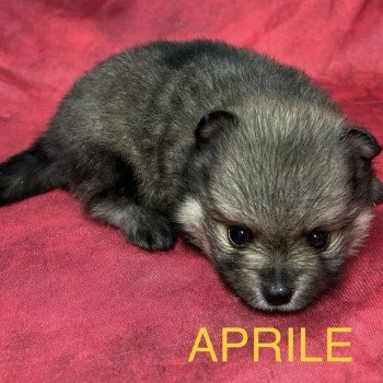 chiot Spitz allemand APRILE spitz nain Domaine de la Chantelaie
