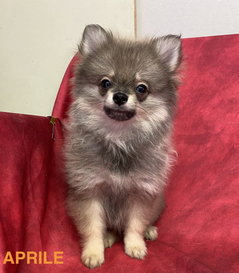 APRILE spitz nain Femelle Spitz allemand