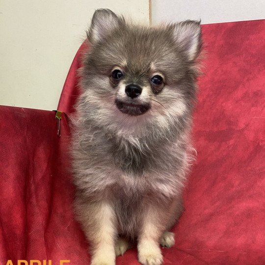 APRILE spitz nain Femelle Spitz allemand