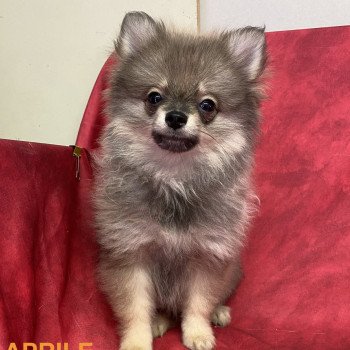 chiot Spitz allemand APRILE spitz nain Domaine de la Chantelaie