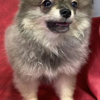chiot Spitz allemand APRILE spitz nain Domaine de la Chantelaie