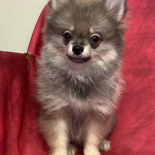 chiot Spitz allemand APRILE spitz nain Domaine de la Chantelaie