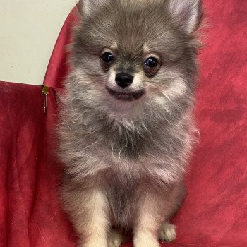 chiot Spitz allemand APRILE spitz nain Domaine de la Chantelaie