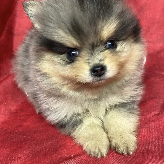 chiot Spitz allemand AQUINE spitz à réserver Domaine de la Chantelaie