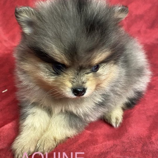 chiot Spitz allemand AQUINE spitz à réserver Domaine de la Chantelaie