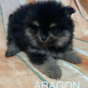 chiot Spitz allemand ARAGON spitz à réserver Domaine de la Chantelaie