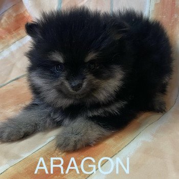 chiot Spitz allemand ARAGON spitz à réserver Domaine de la Chantelaie