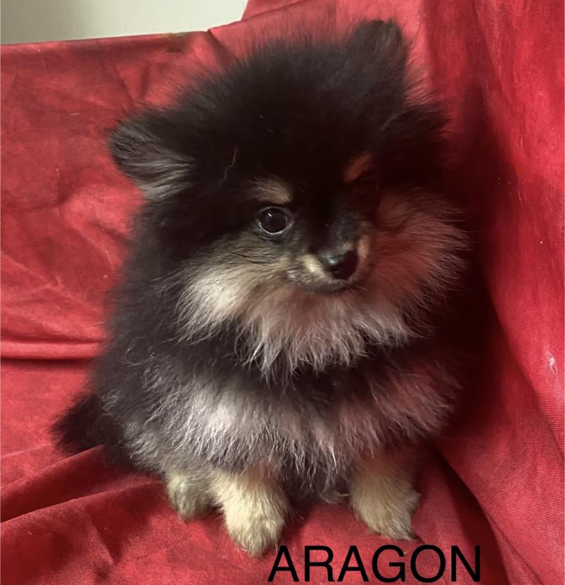 ARAGON spitz nain Mâle Spitz allemand