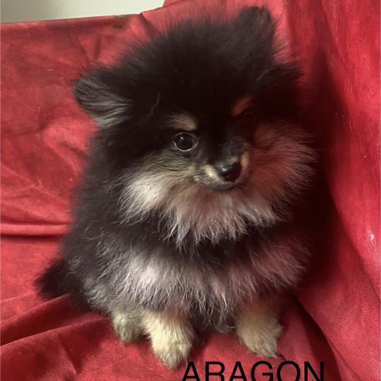 chiot Spitz allemand ARAGON spitz nain Domaine de la Chantelaie