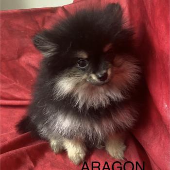 chiot Spitz allemand ARAGON spitz nain Domaine de la Chantelaie