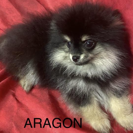 chiot Spitz allemand ARAGON spitz nain Domaine de la Chantelaie