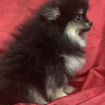 chiot Spitz allemand ARAGON spitz nain Domaine de la Chantelaie