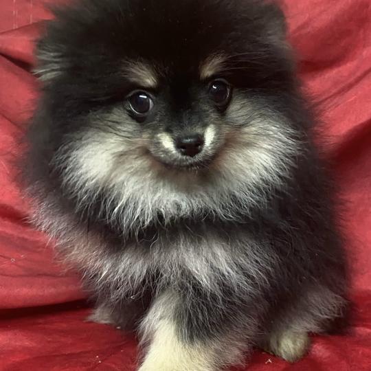 chiot Spitz allemand ARAGON spitz nain Domaine de la Chantelaie
