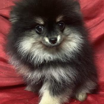 chiot Spitz allemand ARAGON spitz nain Domaine de la Chantelaie