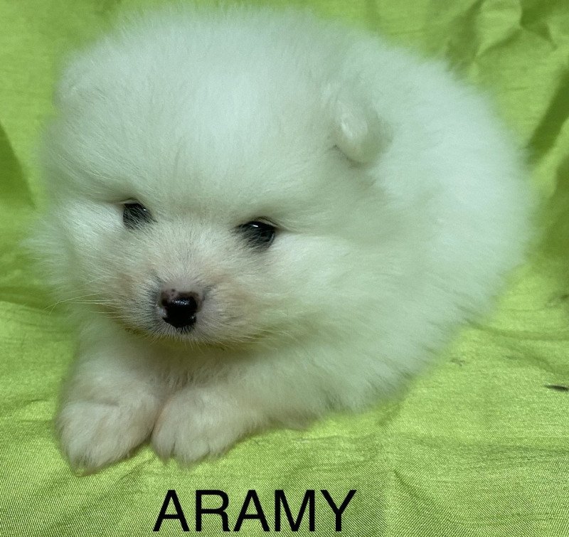 ARAMY spitz nain blanc Poméranian à réserver Mâle Spitz allemand