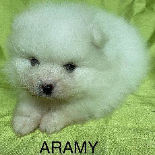 chiot Spitz allemand ARAMY spitz nain blanc à réserver Domaine de la Chantelaie