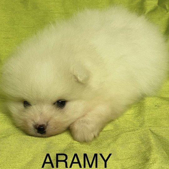 chiot Spitz allemand ARAMY spitz nain blanc à réserver Domaine de la Chantelaie