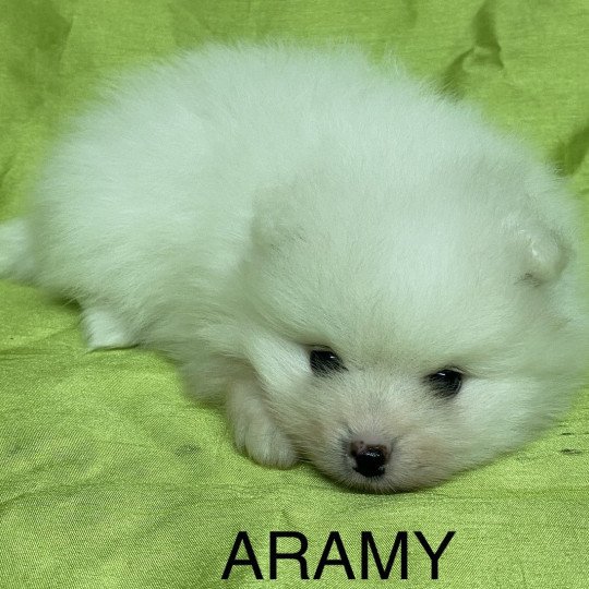 chiot Spitz allemand ARAMY spitz nain blanc à réserver Domaine de la Chantelaie