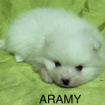 chiot Spitz allemand ARAMY spitz nain blanc à réserver Domaine de la Chantelaie