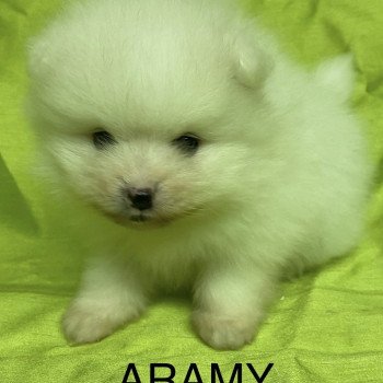 chiot Spitz allemand ARAMY spitz nain blanc à réserver Domaine de la Chantelaie