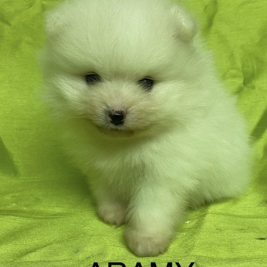chiot Spitz allemand ARAMY spitz nain blanc à réserver Domaine de la Chantelaie