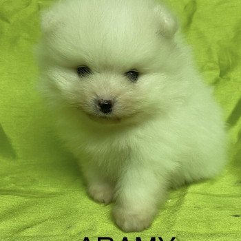 chiot Spitz allemand ARAMY spitz nain blanc à réserver Domaine de la Chantelaie