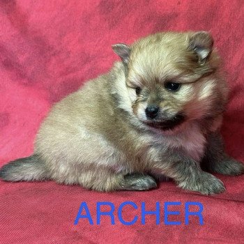 chiot Spitz allemand ARCHER Spitz à réserver Domaine de la Chantelaie chiot Spitz allemand ARCHER Spitz à réserver Domaine de la Chantelaie