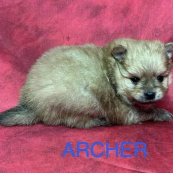 chiot Spitz allemand ARCHER Spitz à réserver Domaine de la Chantelaie chiot Spitz allemand ARCHER Spitz à réserver Domaine de la Chantelaie