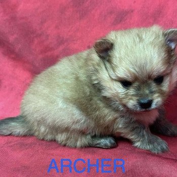 chiot Spitz allemand ARCHER Spitz à réserver Domaine de la Chantelaie chiot Spitz allemand ARCHER Spitz à réserver Domaine de la Chantelaie