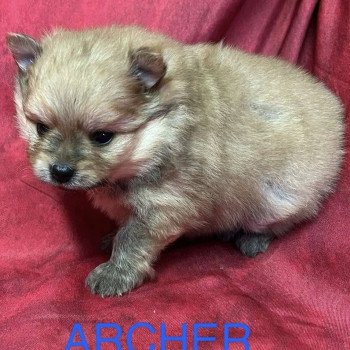 chiot Spitz allemand ARCHER Spitz à réserver Domaine de la Chantelaie chiot Spitz allemand ARCHER Spitz à réserver Domaine de la Chantelaie