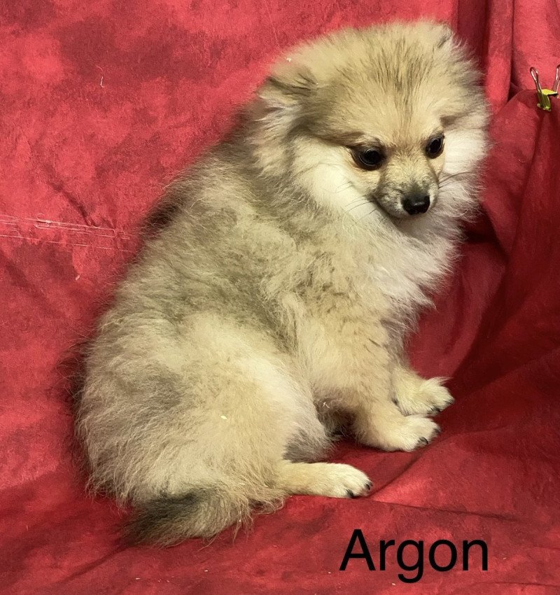 ARGON spitz Mâle Spitz allemand