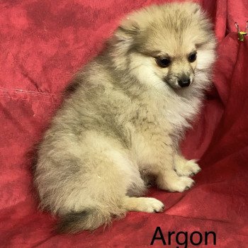 chiot Spitz allemand ARGON spitz Domaine de la Chantelaie chiot Spitz allemand ARGON spitz Domaine de la Chantelaie