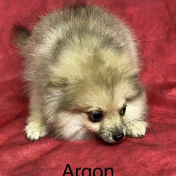 chiot Spitz allemand ARGON spitz Domaine de la Chantelaie chiot Spitz allemand ARGON spitz Domaine de la Chantelaie