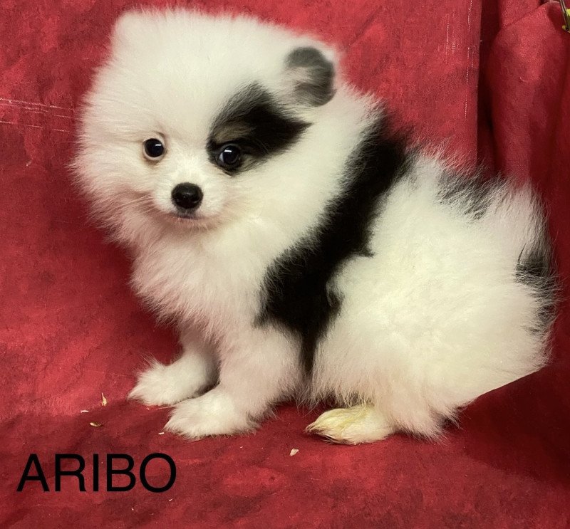 ARIBO spitz nain Mâle Spitz allemand
