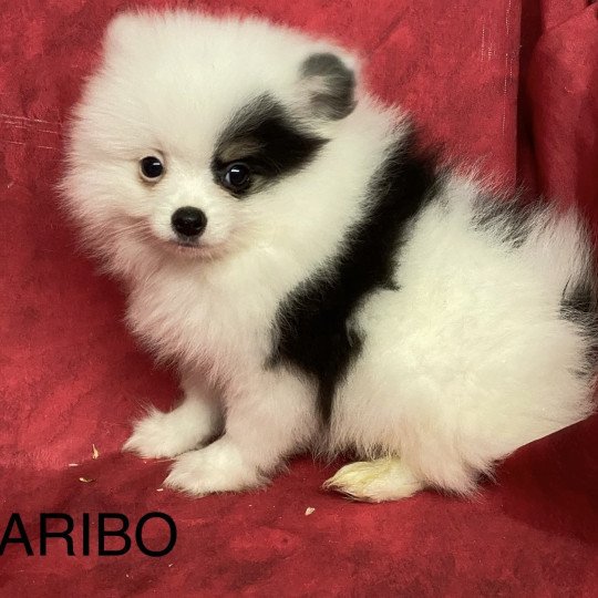 chiot Spitz allemand ARIBO spitz nain Domaine de la Chantelaie