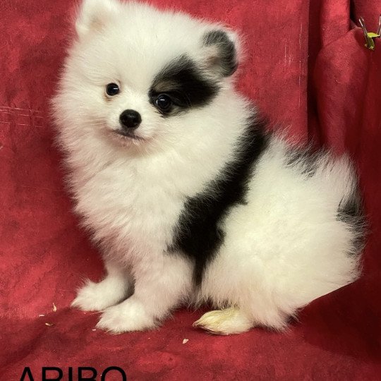 chiot Spitz allemand ARIBO spitz nain Domaine de la Chantelaie