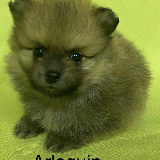 chiot Spitz allemand ARLEQUIN spitz à réserver Domaine de la Chantelaie