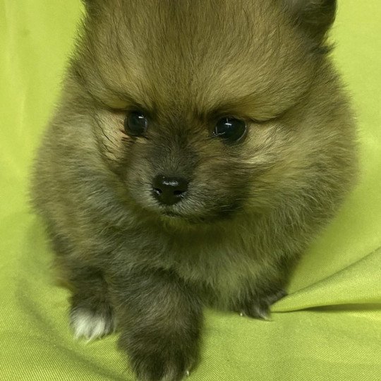 chiot Spitz allemand ARLEQUIN spitz à réserver Domaine de la Chantelaie