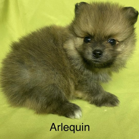 chiot Spitz allemand ARLEQUIN spitz à réserver Domaine de la Chantelaie