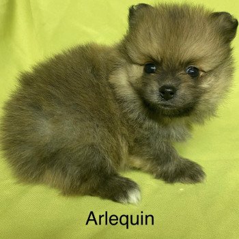 chiot Spitz allemand ARLEQUIN spitz à réserver Domaine de la Chantelaie