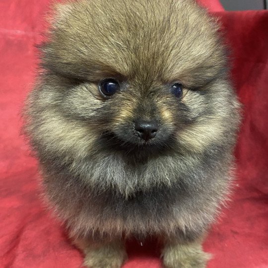 chiot Spitz allemand ARLETTE spitz Domaine de la Chantelaie